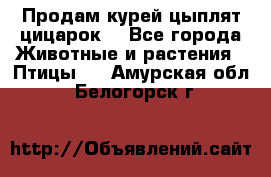 Продам курей цыплят,цицарок. - Все города Животные и растения » Птицы   . Амурская обл.,Белогорск г.